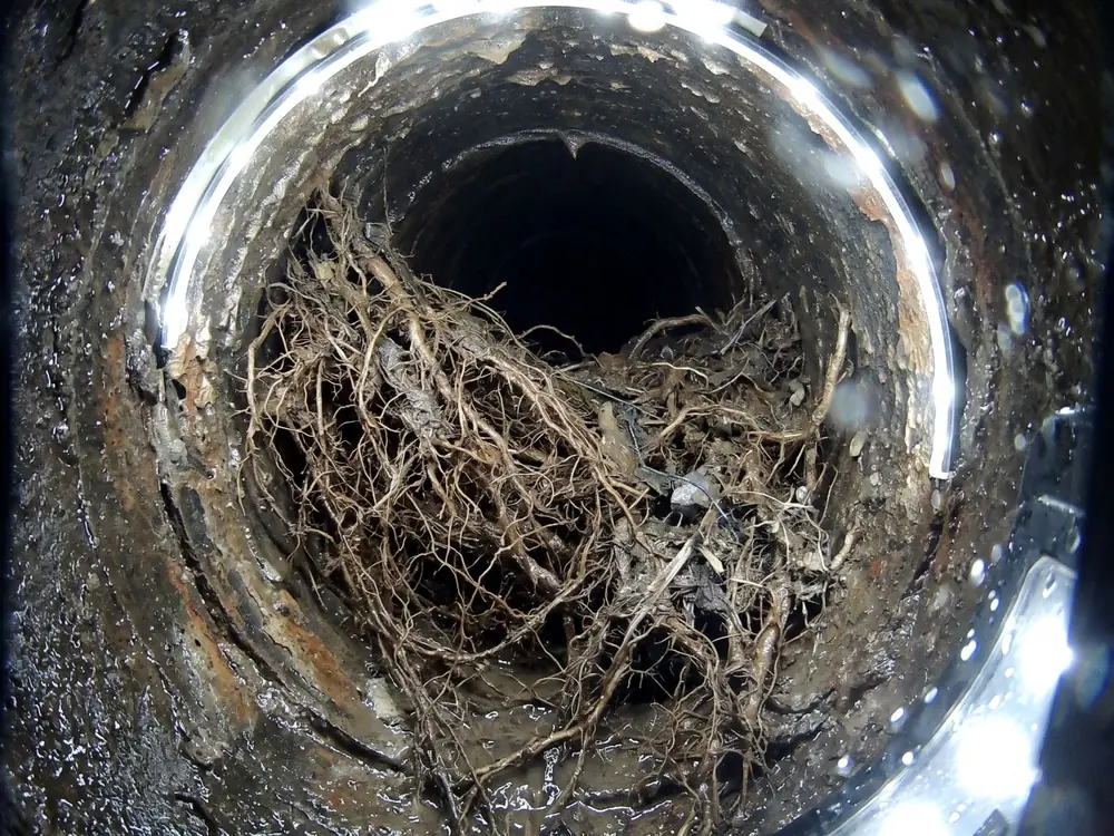 Sewer camera view of a dense root ball blocking most of a sewer pipe